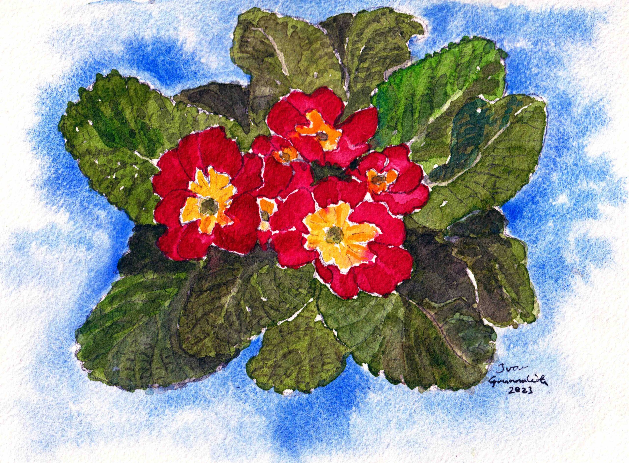 Primula